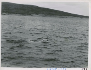 Image of Polar Bear Swimming
